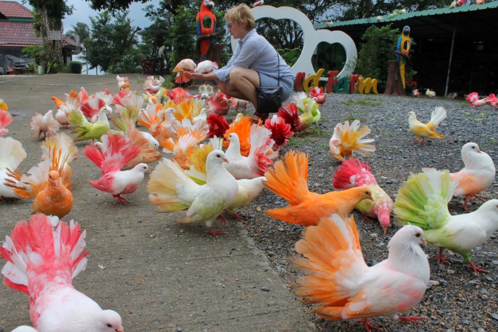 Paradise Park Самуи - разноцветные голуби
